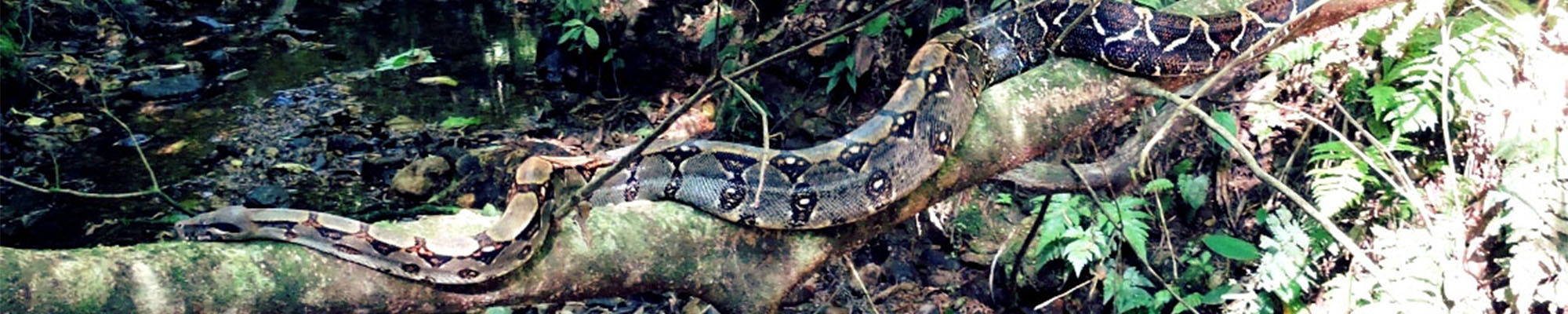 whatchado Challenge: Wildlife Ranger in Costa Rica – Teil 1