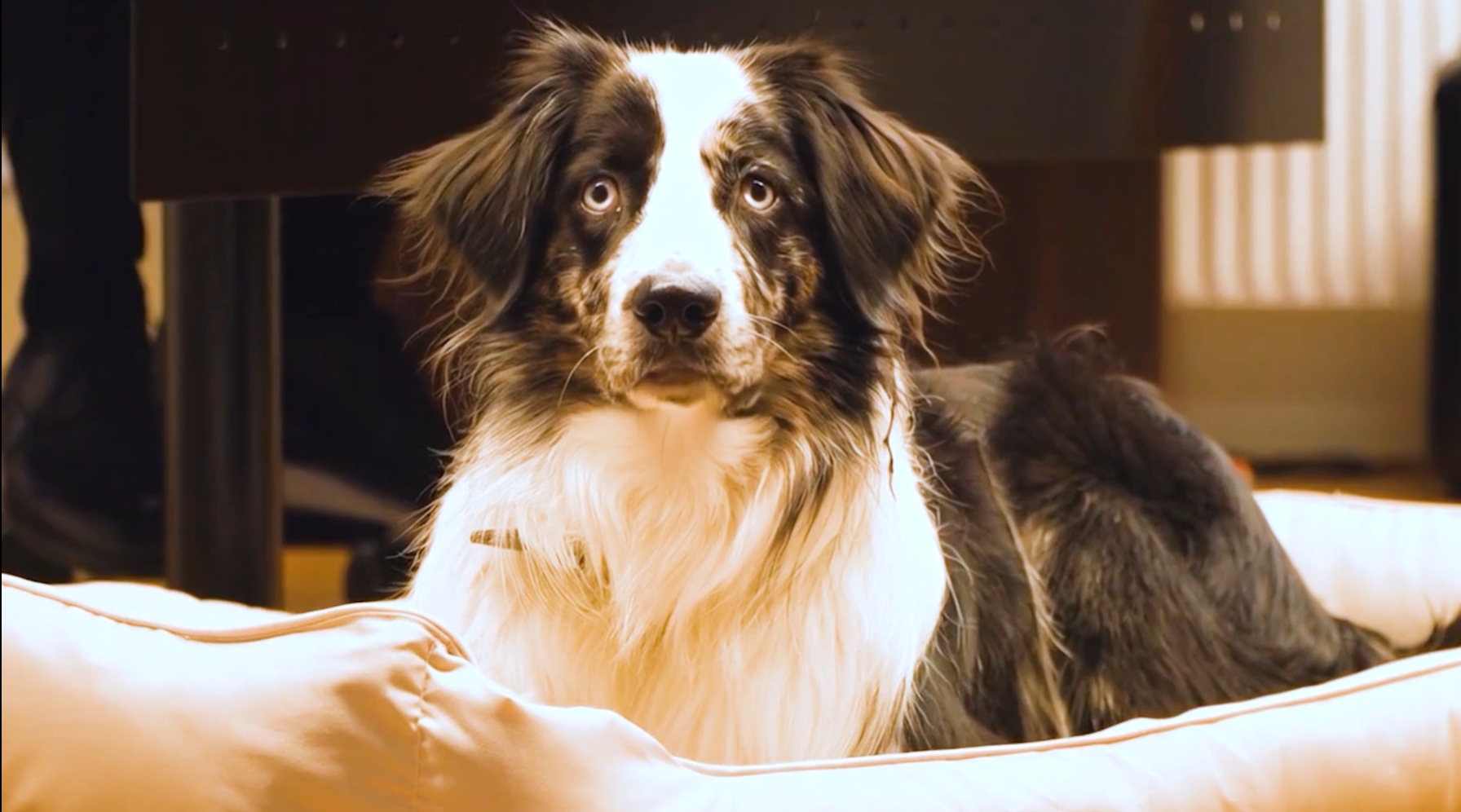 Wir stellen uns vor - ANKÖ